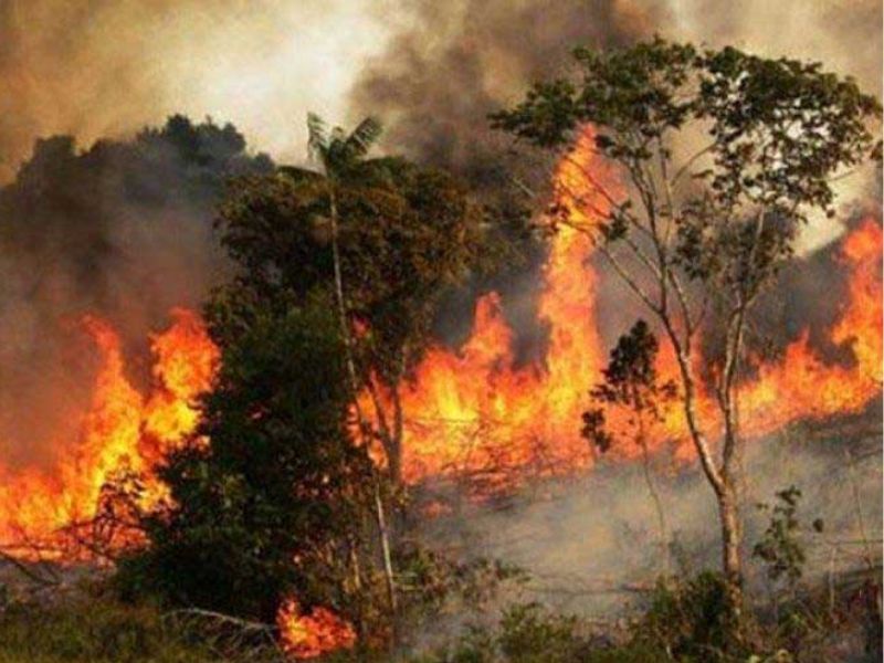 সুন্দরবনে ২ যুগে ২৭ বার আগুন